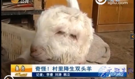 要说这大千世界无奇不有。这不在鱼台县清河镇张集村一个农户家，居然诞生了一只双头羊。