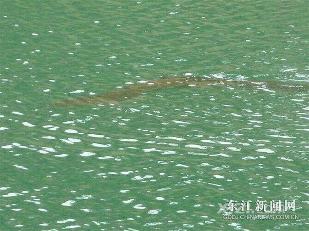 红花湖惊现1.5米大鱼管理处回应：暂未发现凶猛鱼类但水下情况不确定