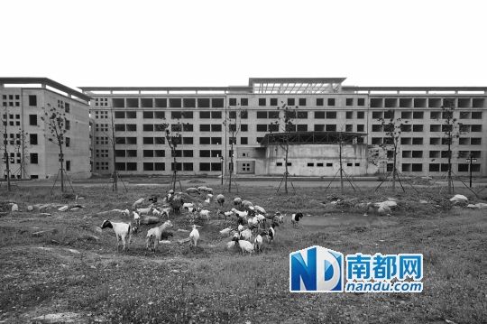 羊群在安徽萧县闲置“政府办公楼”门前。 新华社发