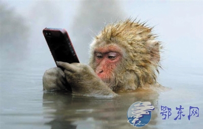 猴子泡温泉玩手机照片获得摄影特等奖 猴子舒服泡温泉萌照一览(图)